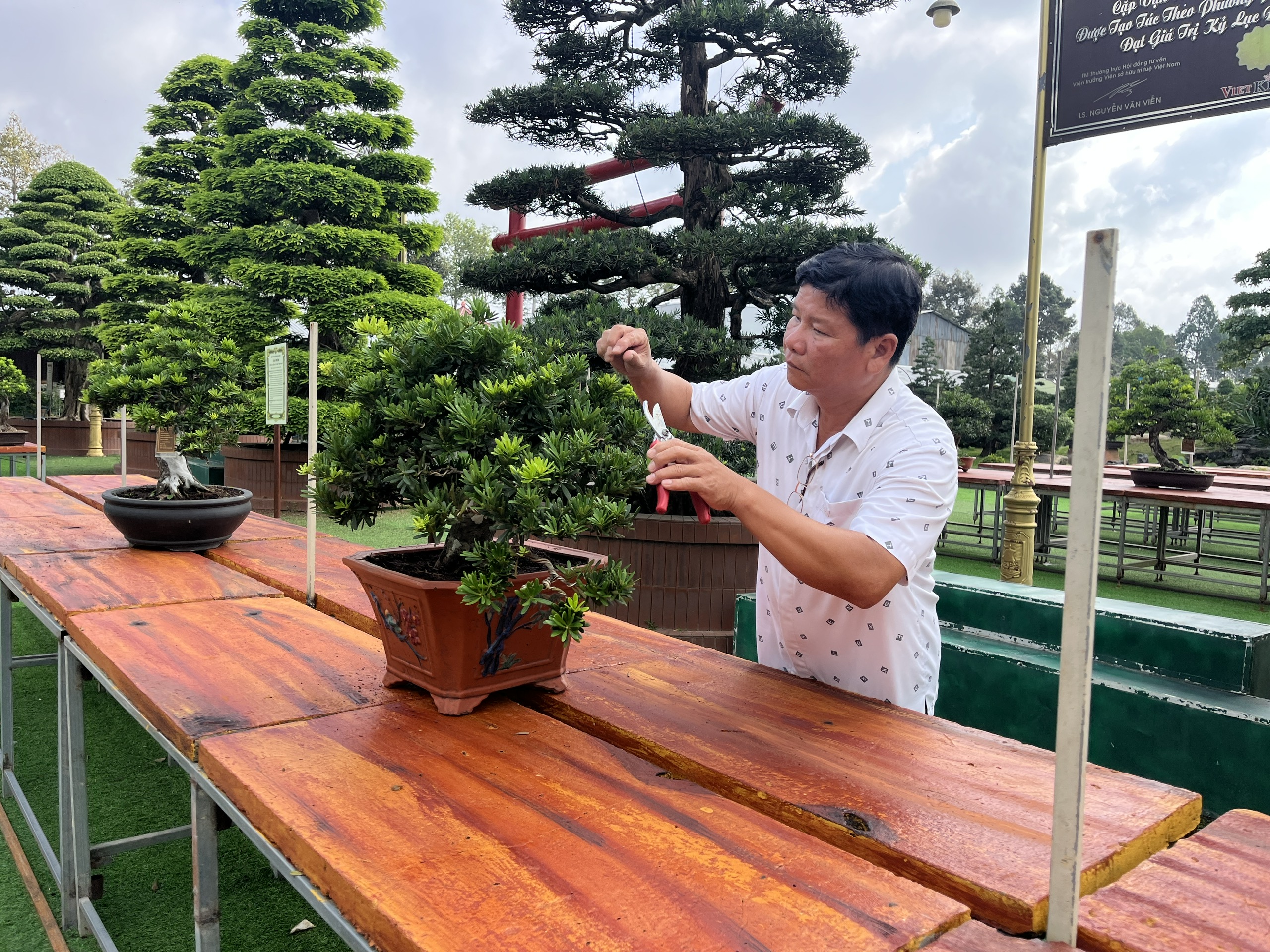 CLIP: Bảo tàng bonsai bạc tỉ ở Sa Đéc, tỉnh Đồng Tháp - Ảnh 5.
