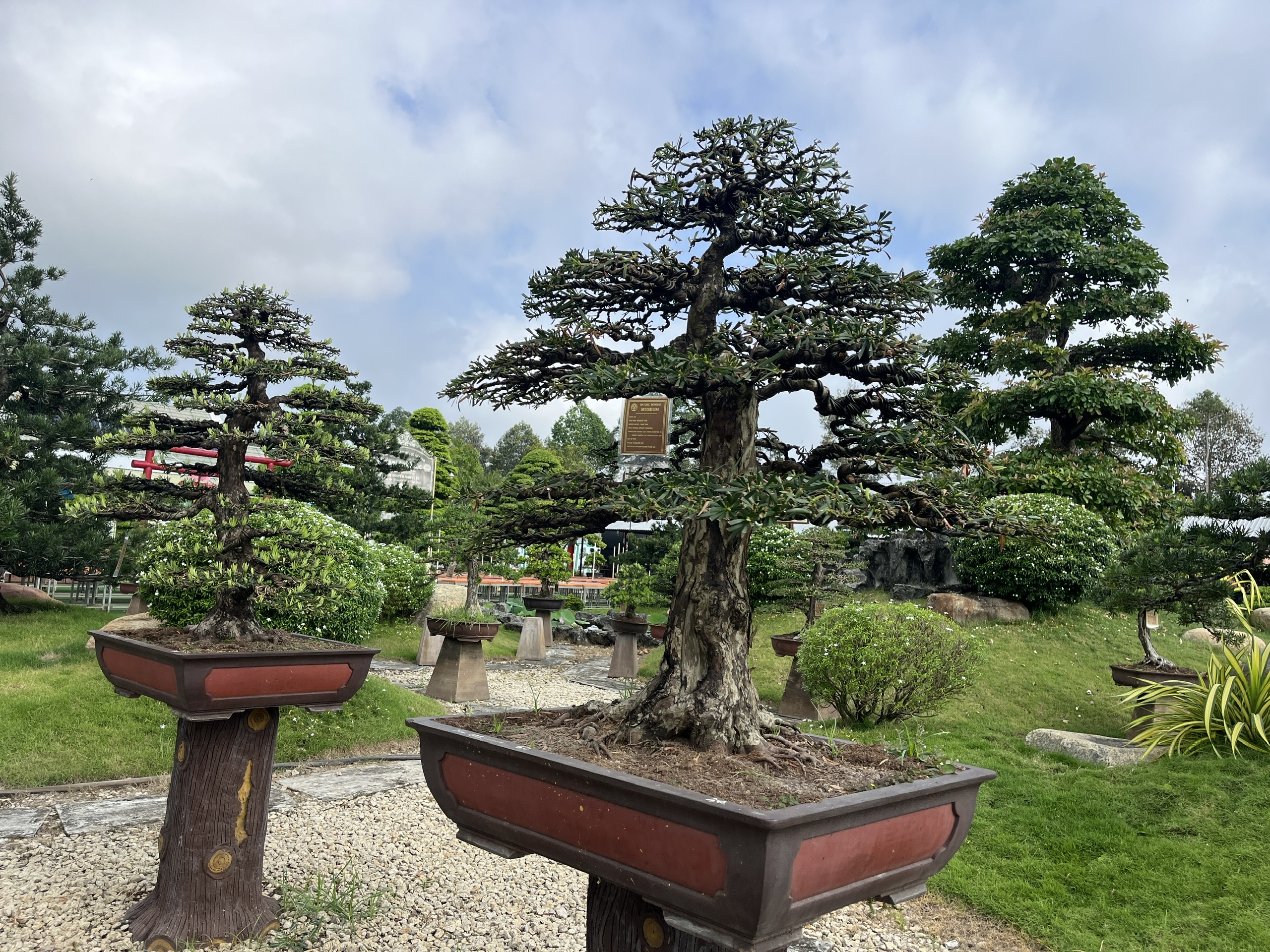 CLIP: Bảo tàng bonsai bạc tỉ ở Sa Đéc, tỉnh Đồng Tháp - Ảnh 6.