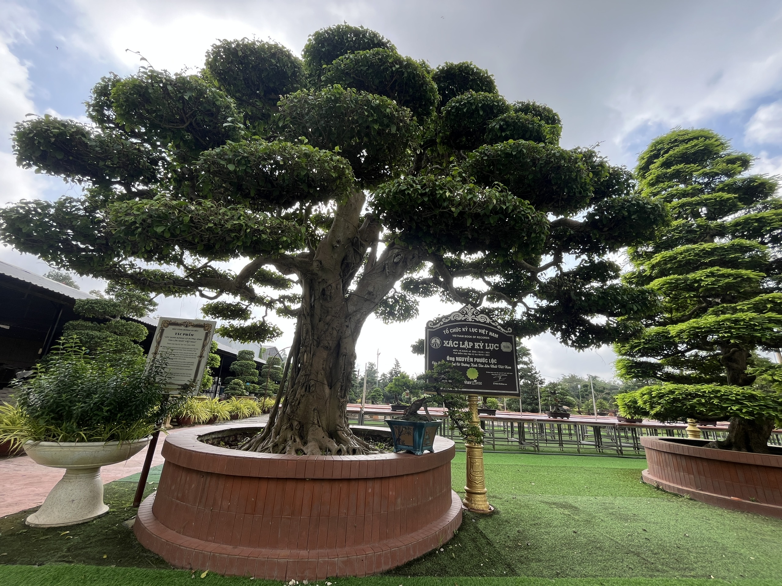 CLIP: Bảo tàng bonsai bạc tỉ ở Sa Đéc, tỉnh Đồng Tháp - Ảnh 9.