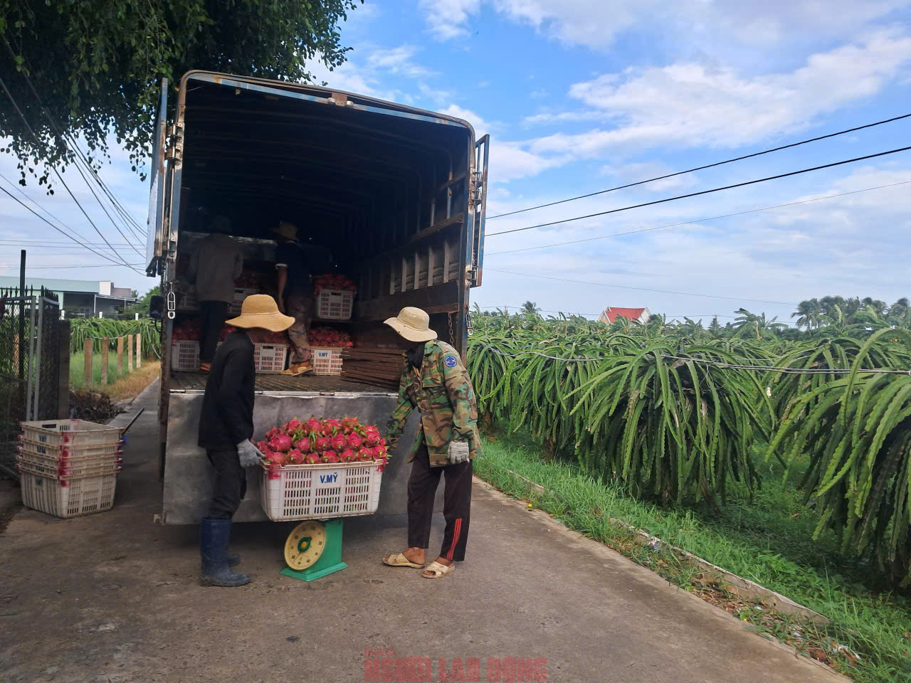 Thanh long nghịch vụ hút hàng, giá duy trì mức cao dịp cận Tết - Ảnh 1.