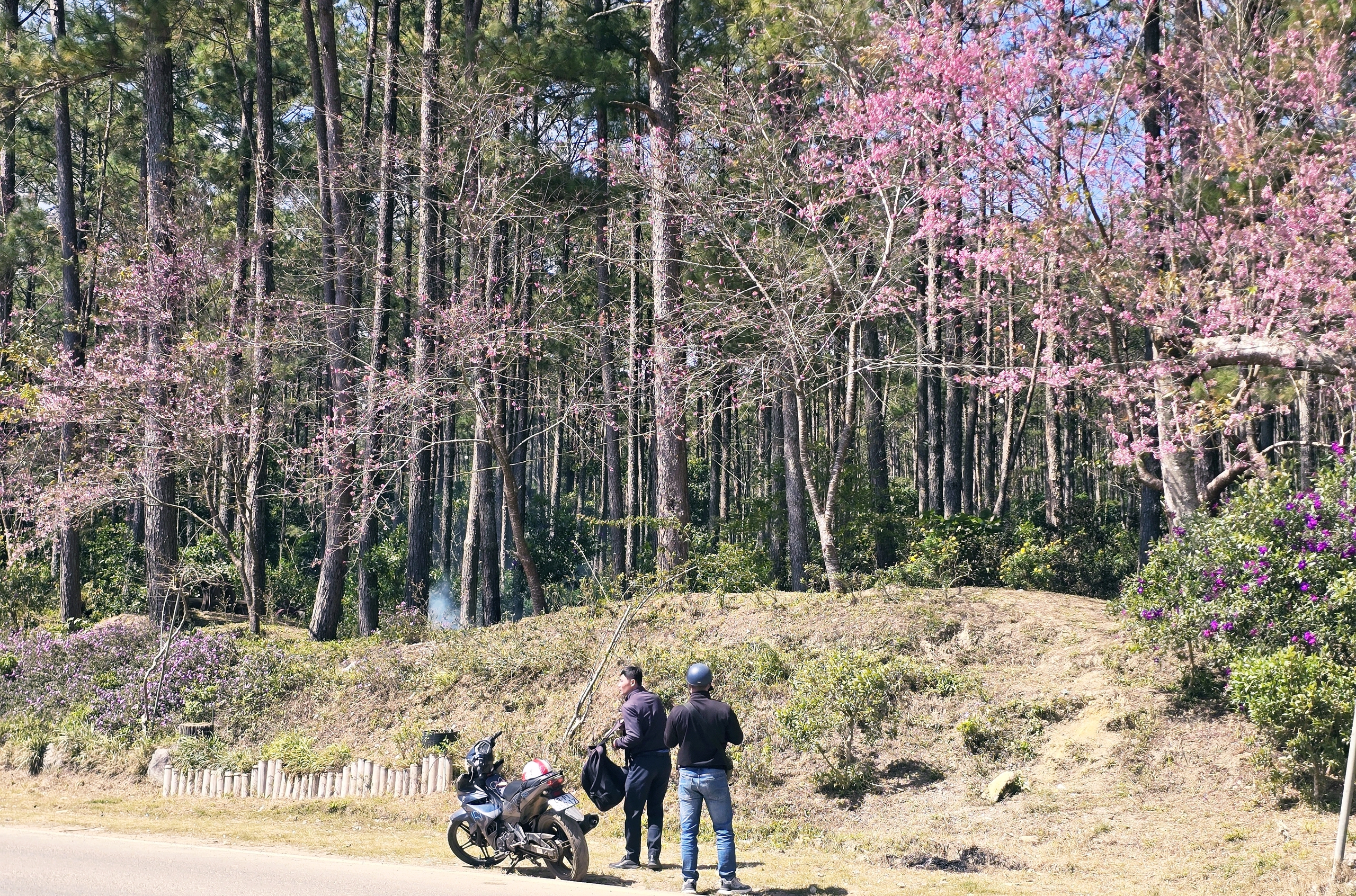 Xóm nhỏ đẹp như tranh khi mai anh đào nở trên cung đường nối Đà Lạt - Nha Trang - Ảnh 1.