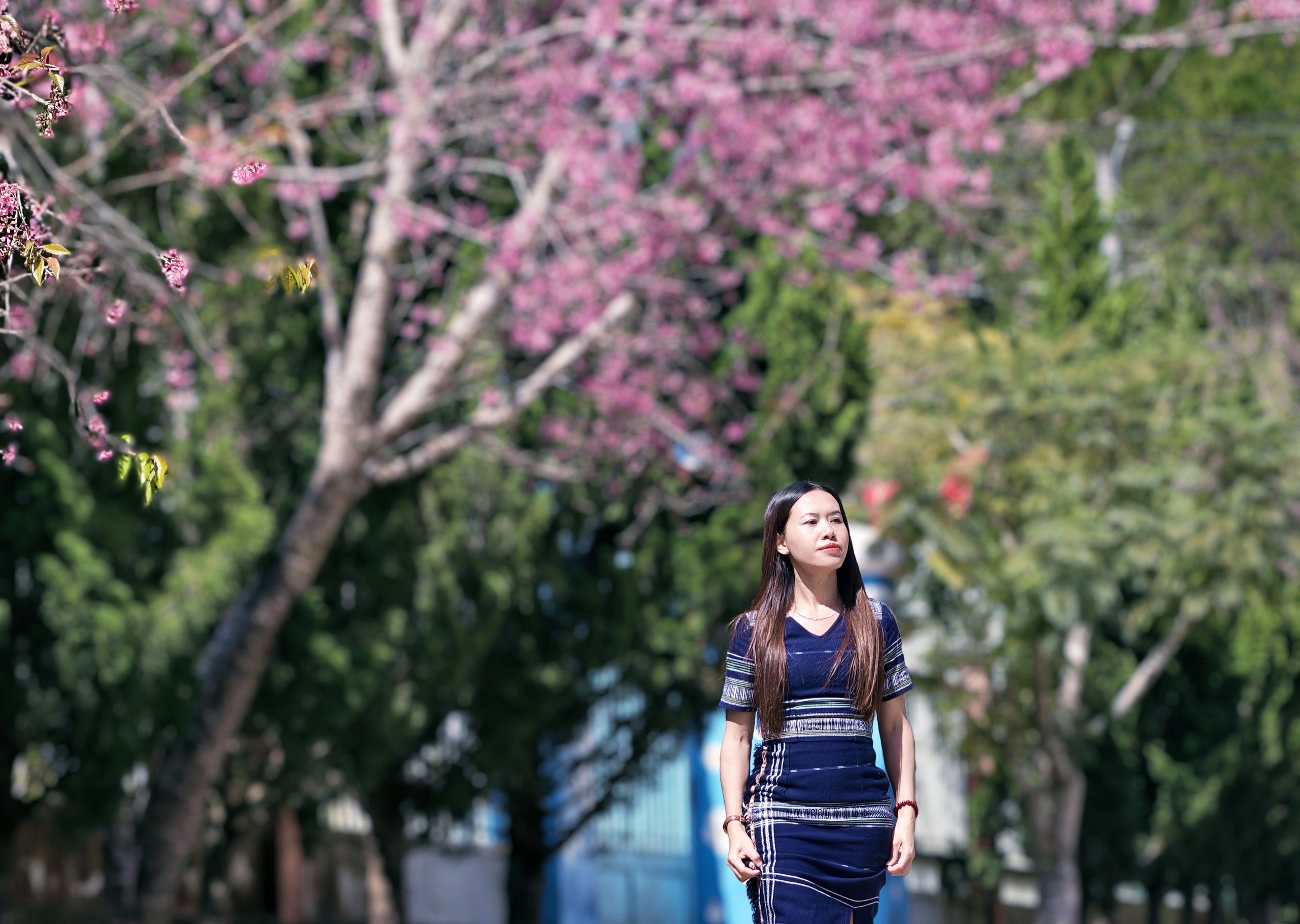 Xóm nhỏ đẹp như tranh khi mai anh đào nở trên cung đường nối Đà Lạt - Nha Trang - Ảnh 14.