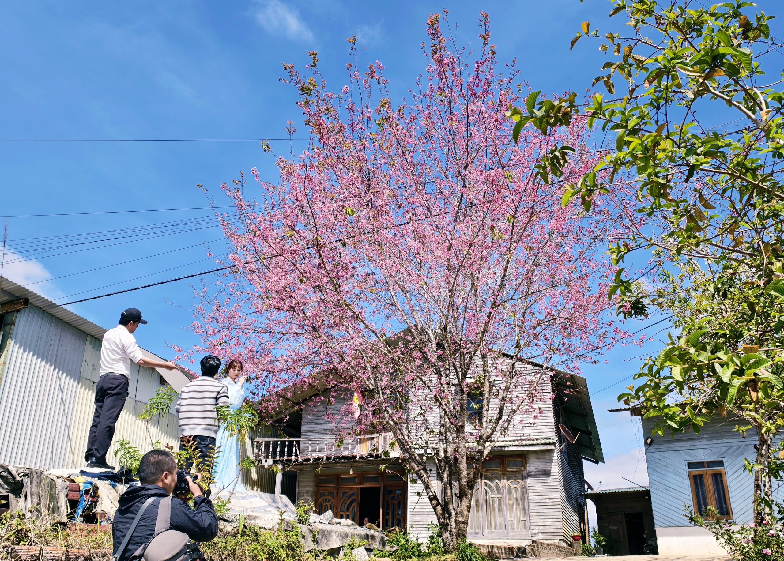Xóm nhỏ đẹp như tranh khi mai anh đào nở trên cung đường nối Đà Lạt - Nha Trang - Ảnh 2.