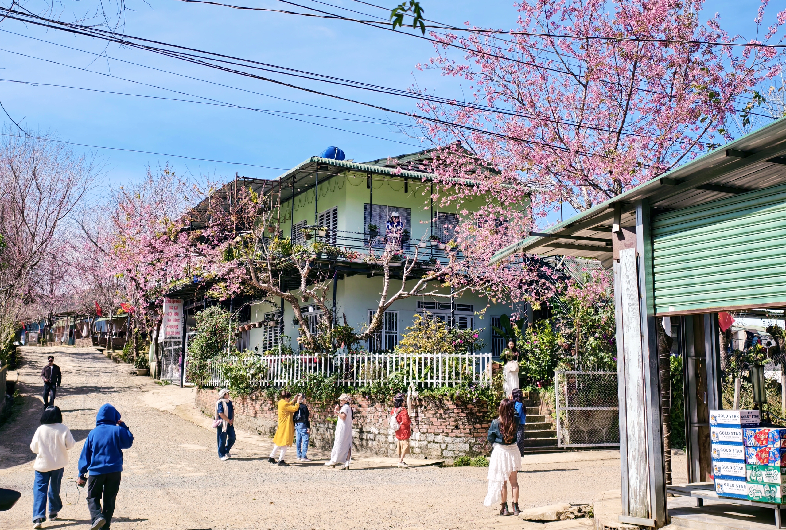 Xóm nhỏ đẹp như tranh khi mai anh đào nở trên cung đường nối Đà Lạt - Nha Trang - Ảnh 3.