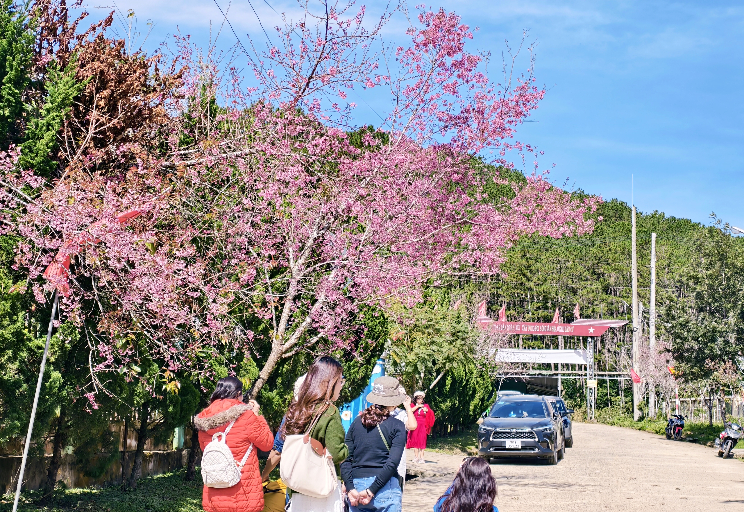 Xóm nhỏ đẹp như tranh khi mai anh đào nở trên cung đường nối Đà Lạt - Nha Trang - Ảnh 4.