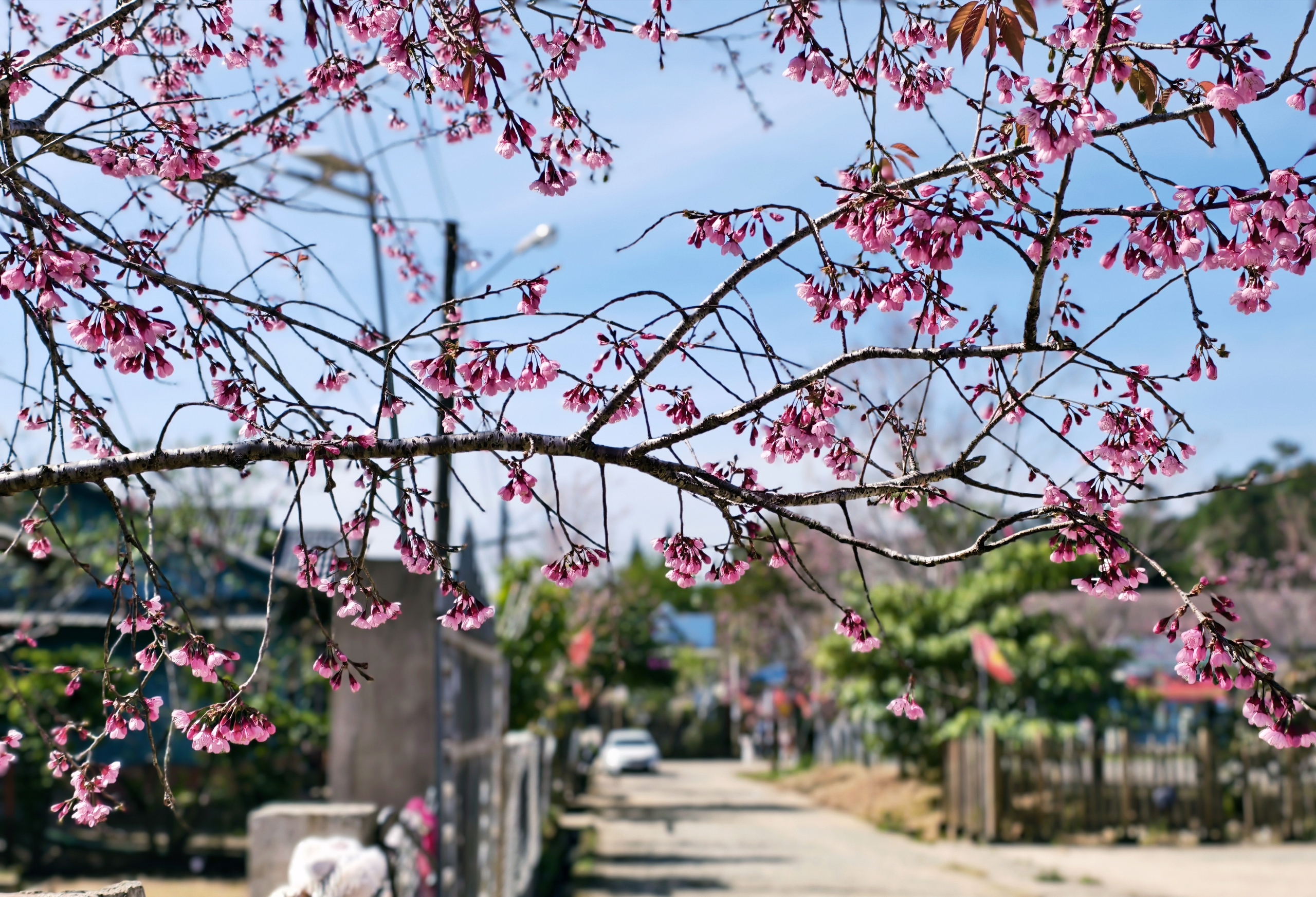 Xóm nhỏ đẹp như tranh khi mai anh đào nở trên cung đường nối Đà Lạt - Nha Trang - Ảnh 10.