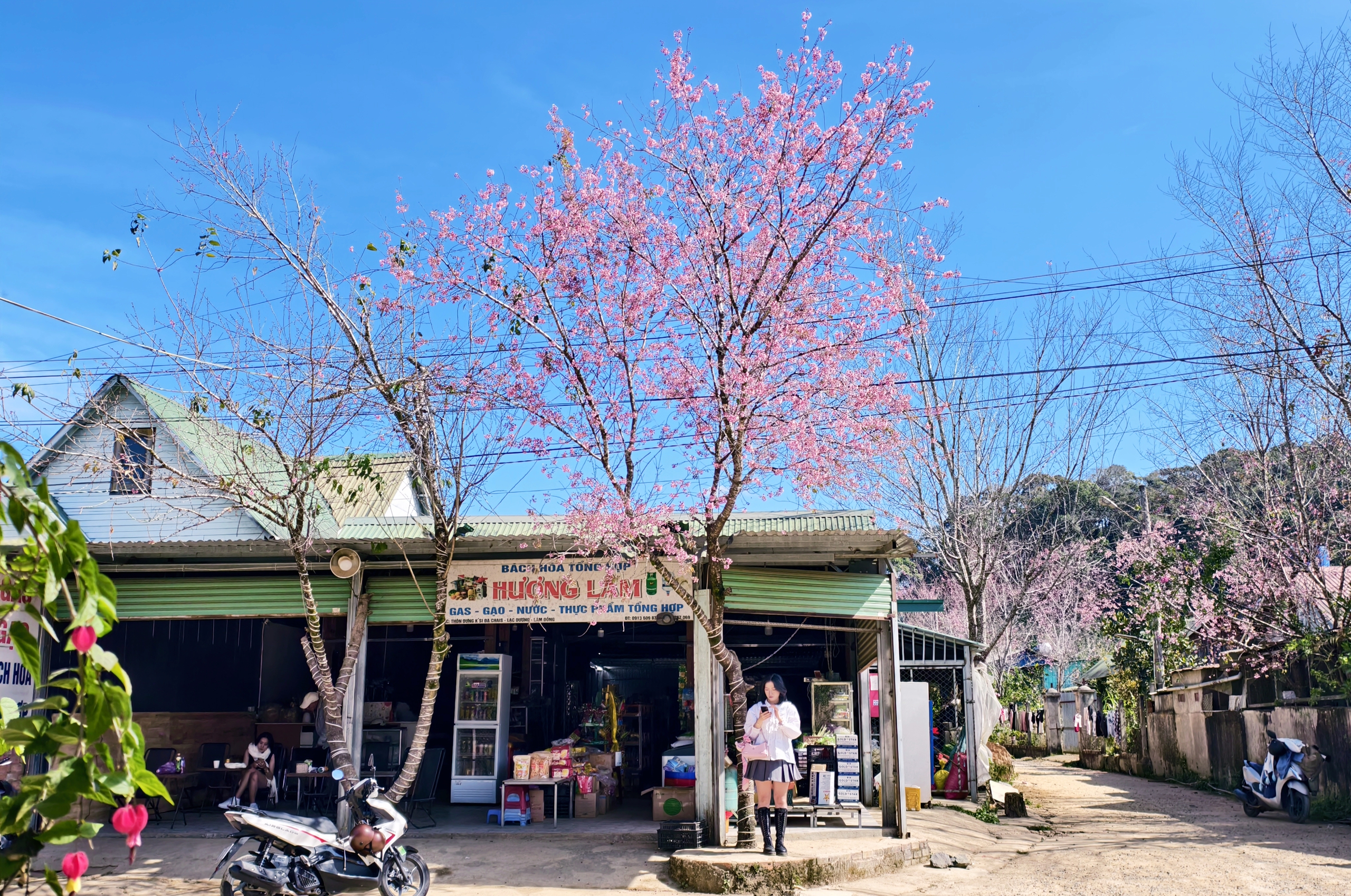 Xóm nhỏ đẹp như tranh khi mai anh đào nở trên cung đường nối Đà Lạt - Nha Trang - Ảnh 11.