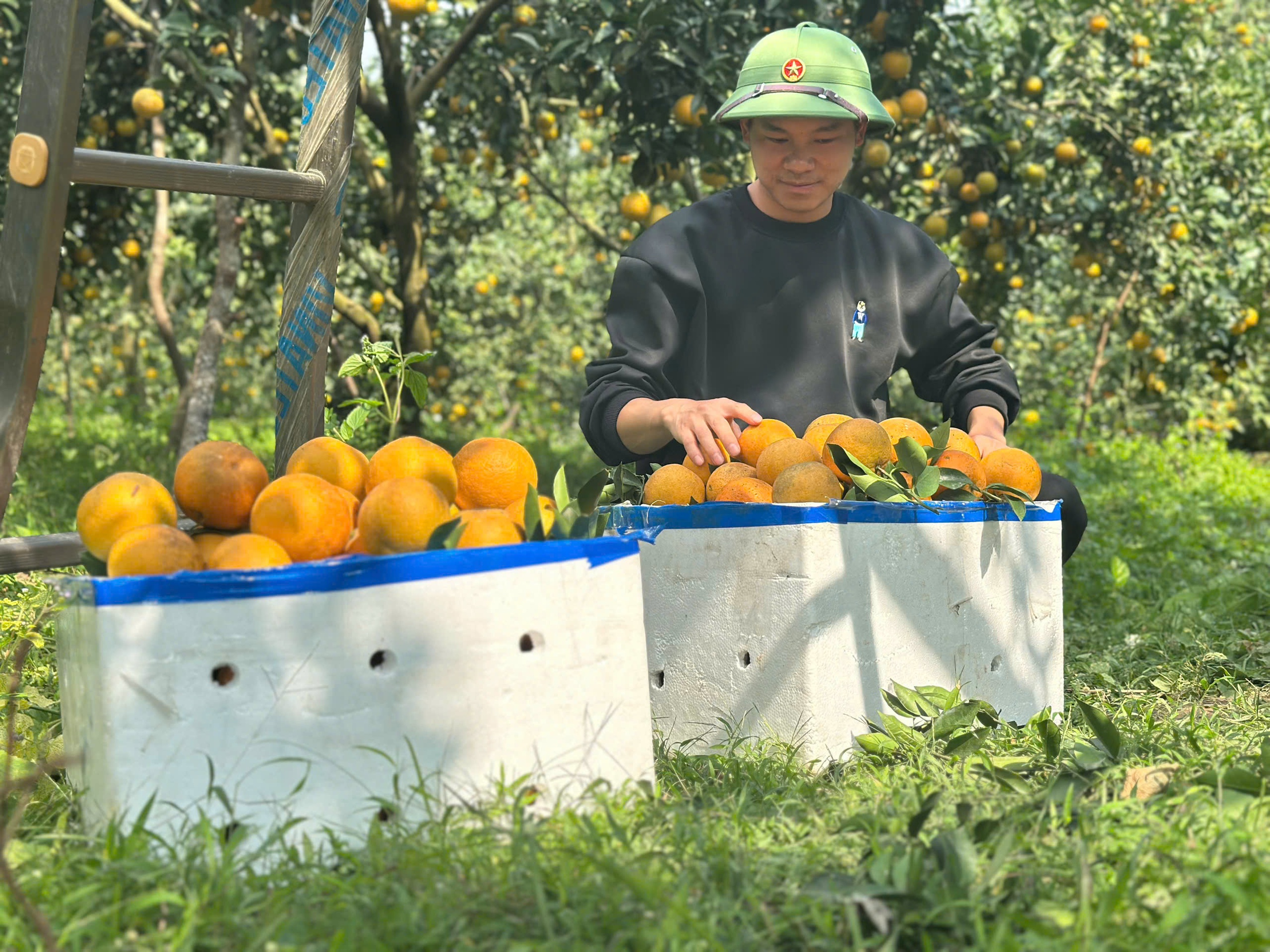 &ldquo;Lạc lối&rdquo; giữa những vườn cam ch&iacute;n v&agrave;ng, sai trĩu quả - Ảnh 10.