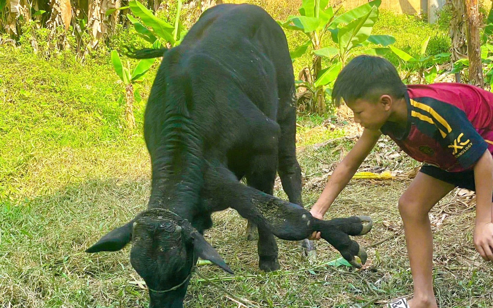 Xôn xao con bò có 6 chân, 2 chân "mọc" ở cổ