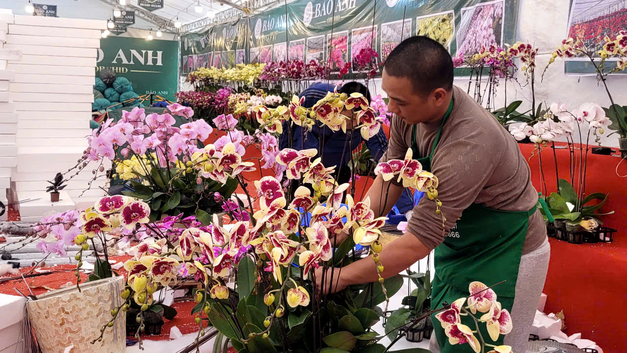 Lan hồ điệp tiền triệu tràn ngập vỉa hè Hà Nội dịp Tết Nguyên đán - Ảnh 1.
