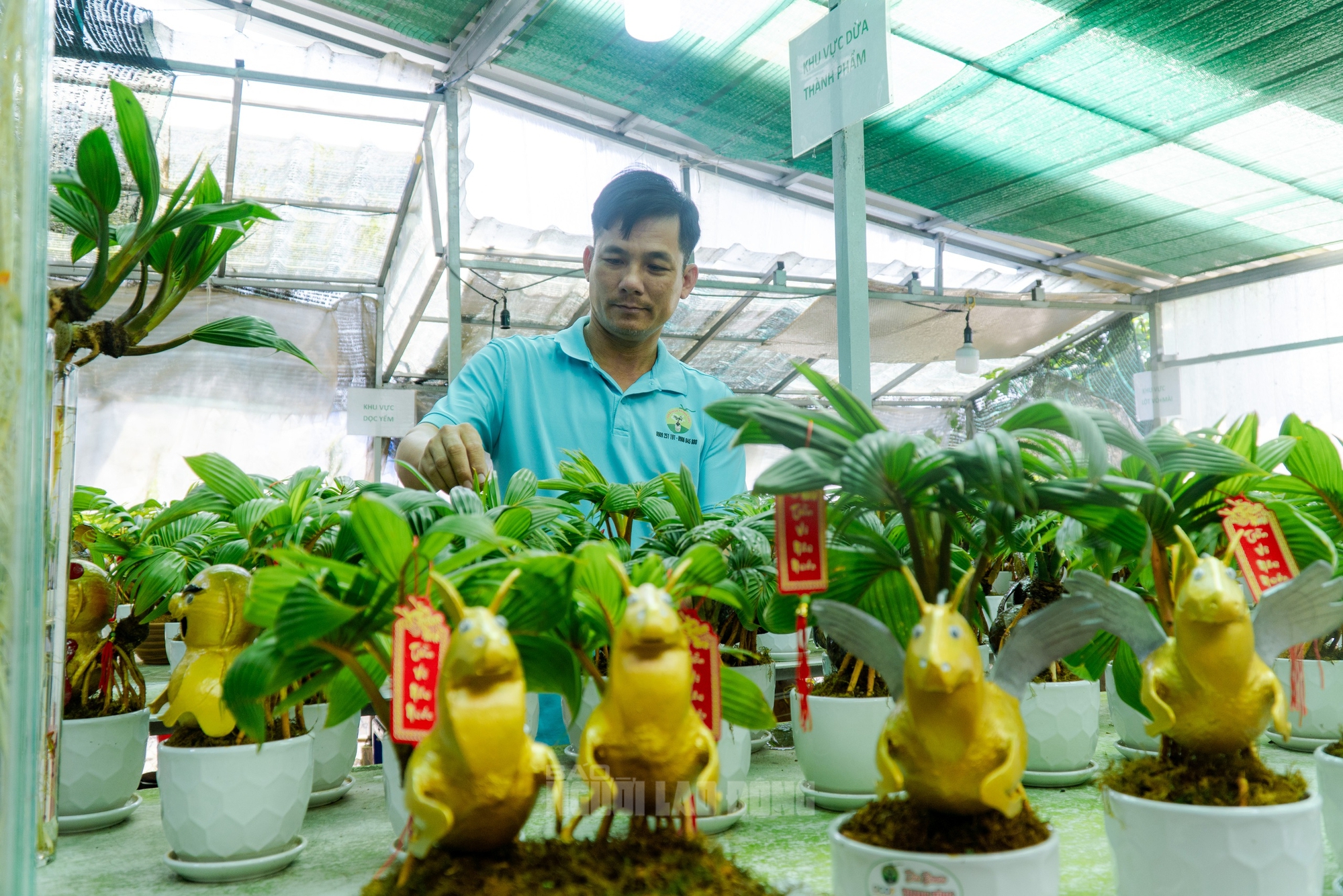 Dừa bonsai Mã đáo thành công: Nghệ thuật và kinh tế Tết Bính Ngọ 2026 - Ảnh 1.