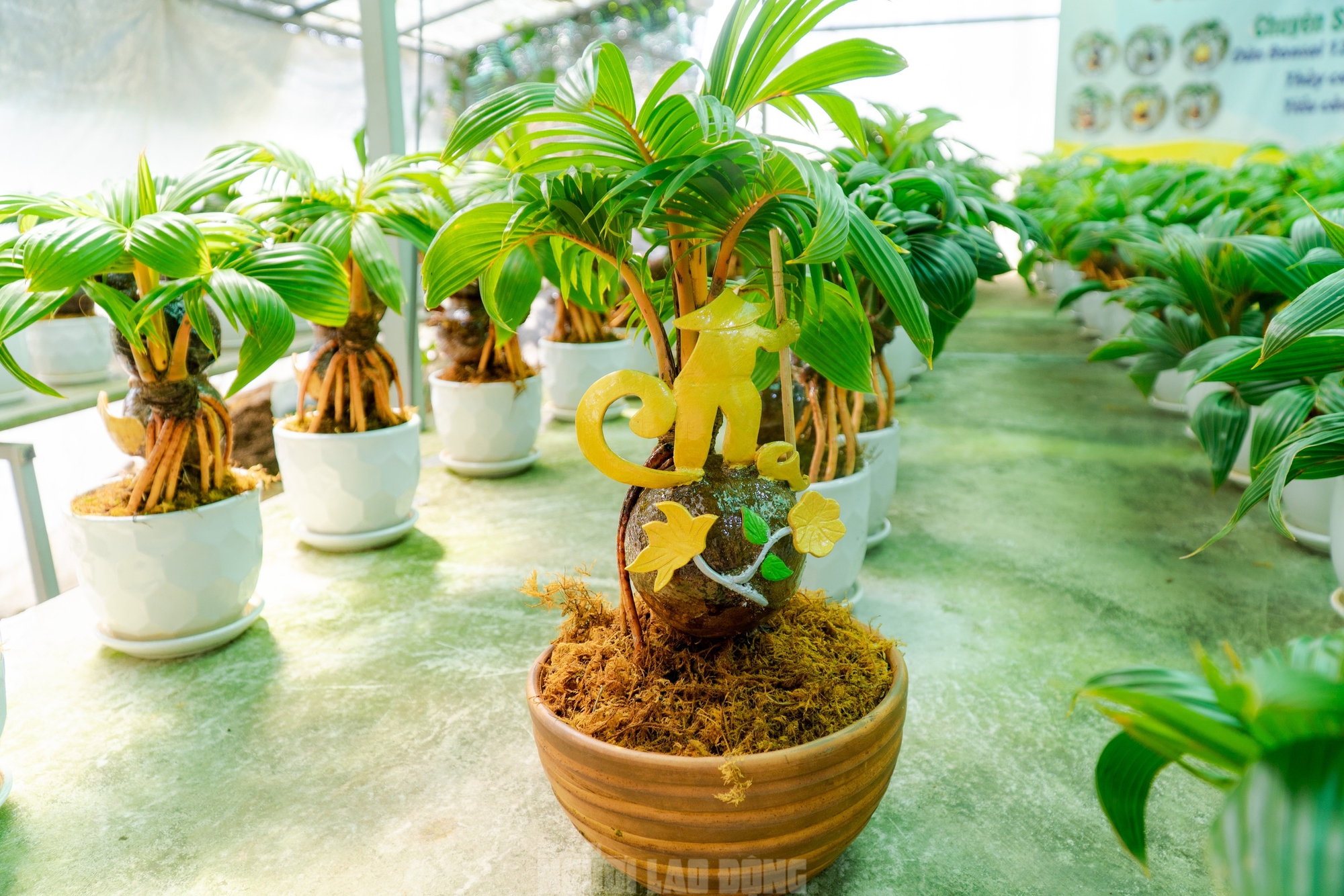 Dừa bonsai Mã đáo thành công: Nghệ thuật và kinh tế Tết Bính Ngọ 2026 - Ảnh 5.