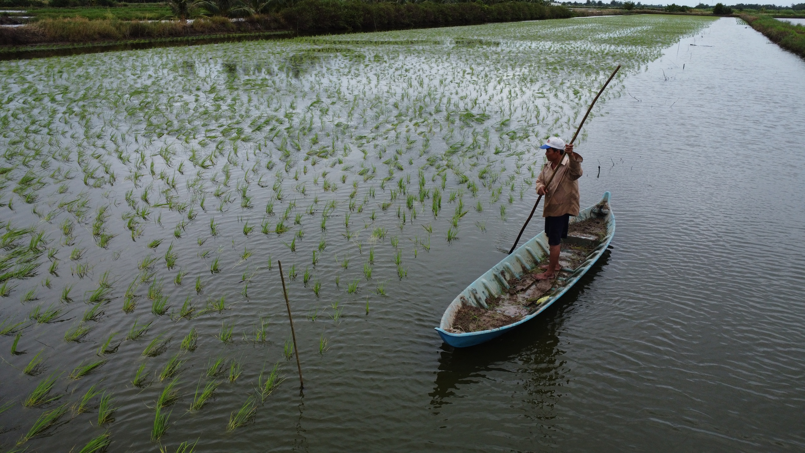 Sớm ứng phó với hạn, mặn - Ảnh 2.