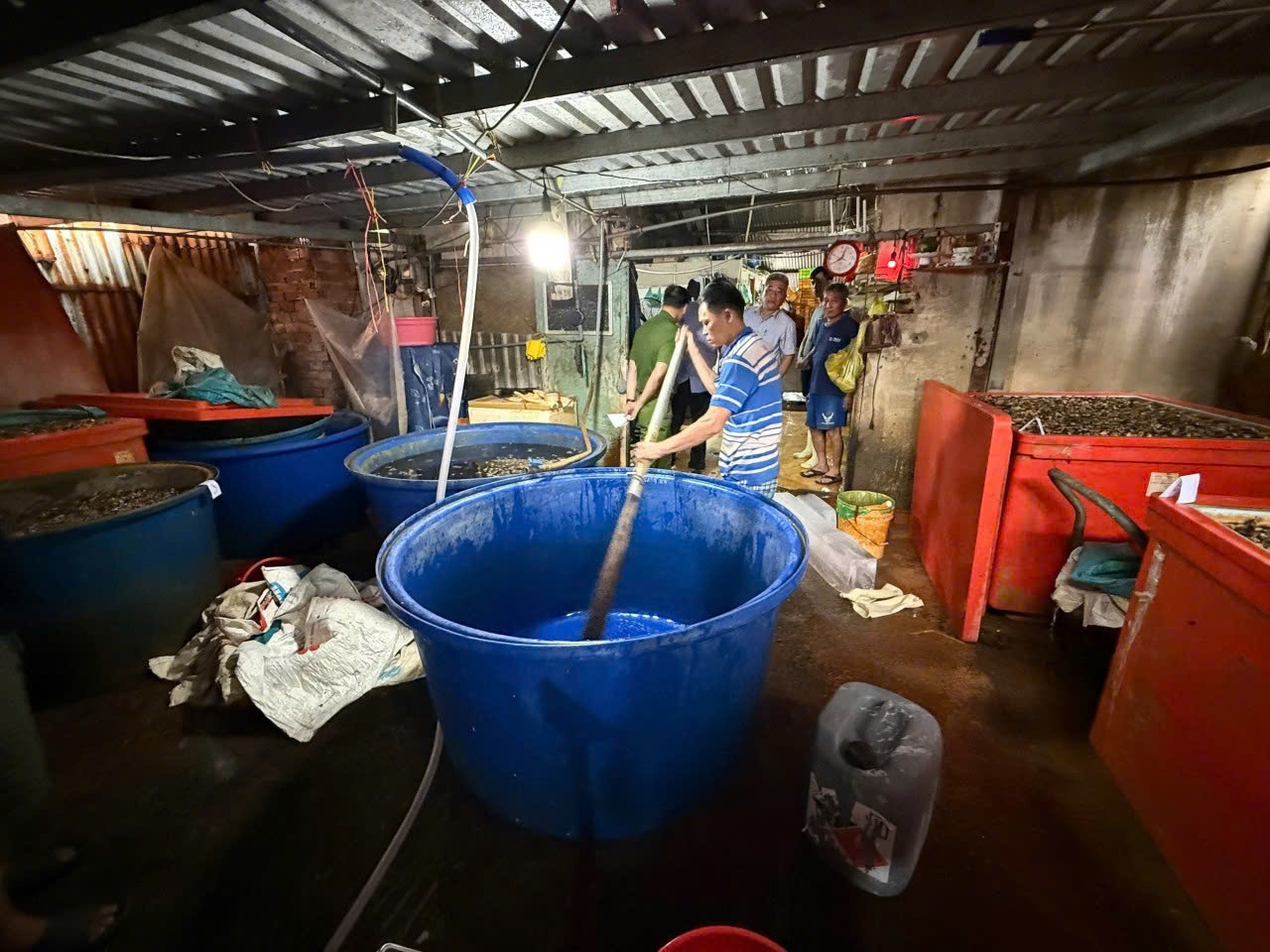 C&ocirc;ng an TPHCM c&ocirc;ng bố h&igrave;nh ảnh b&ecirc;n trong cơ sở ng&acirc;m ốc bươu bằng ho&aacute; chất - Ảnh 3.