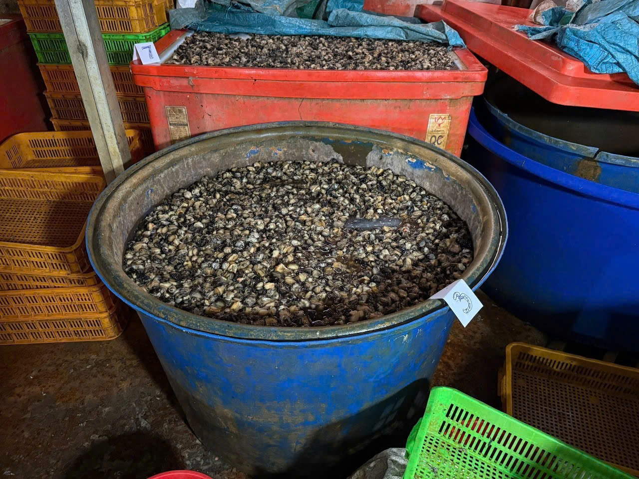 C&ocirc;ng an TPHCM c&ocirc;ng bố h&igrave;nh ảnh b&ecirc;n trong cơ sở ng&acirc;m ốc bươu bằng ho&aacute; chất - Ảnh 7.