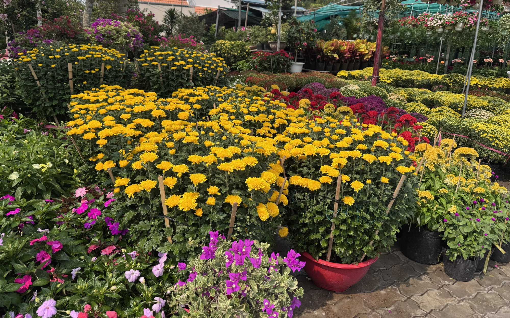 Hoa, kiểng Tết bắt đầu nhộn nhịp
