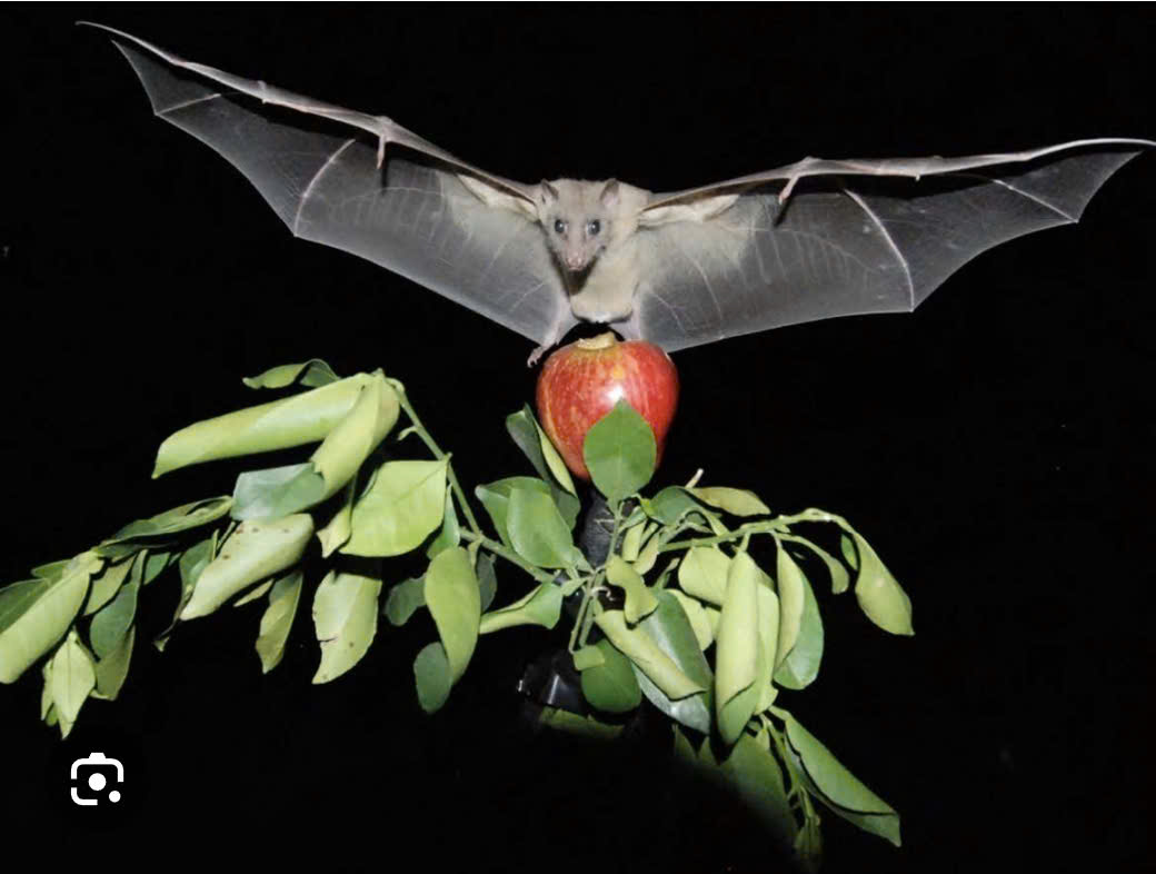 Virus Nipah có thật sự đáng sợ? - Ảnh 2.