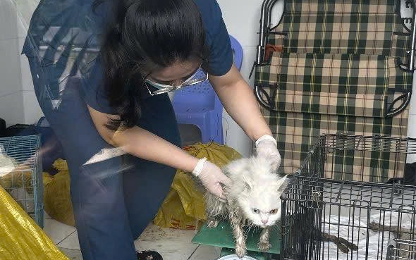 Công an đang tìm chủ nhân của 32 con chó, mèo bị trộm cắp ở TPHCM