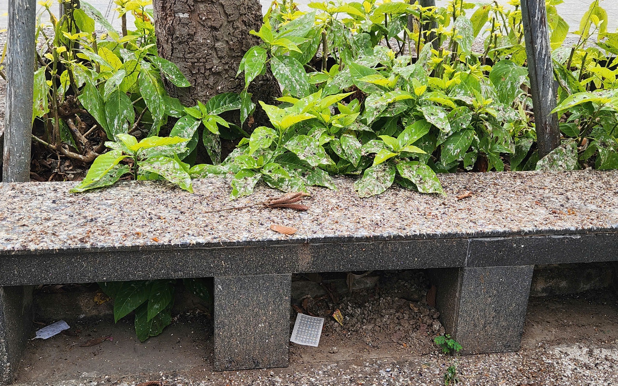 Hàng ngàn chim én “chiếm phố”, người dân Cần Thơ than trời vì phân chim