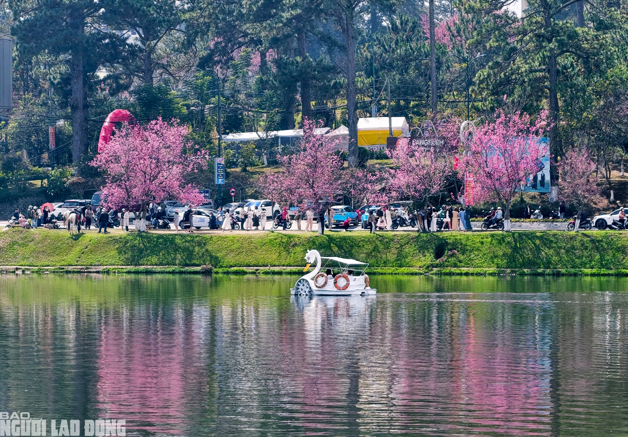Hồ Xu&acirc;n Hương Đ&agrave; Lạt đang m&ugrave;a đẹp nhất, du kh&aacute;ch rộn r&agrave;ng check-in mai anh đ&agrave;o - Ảnh 2.