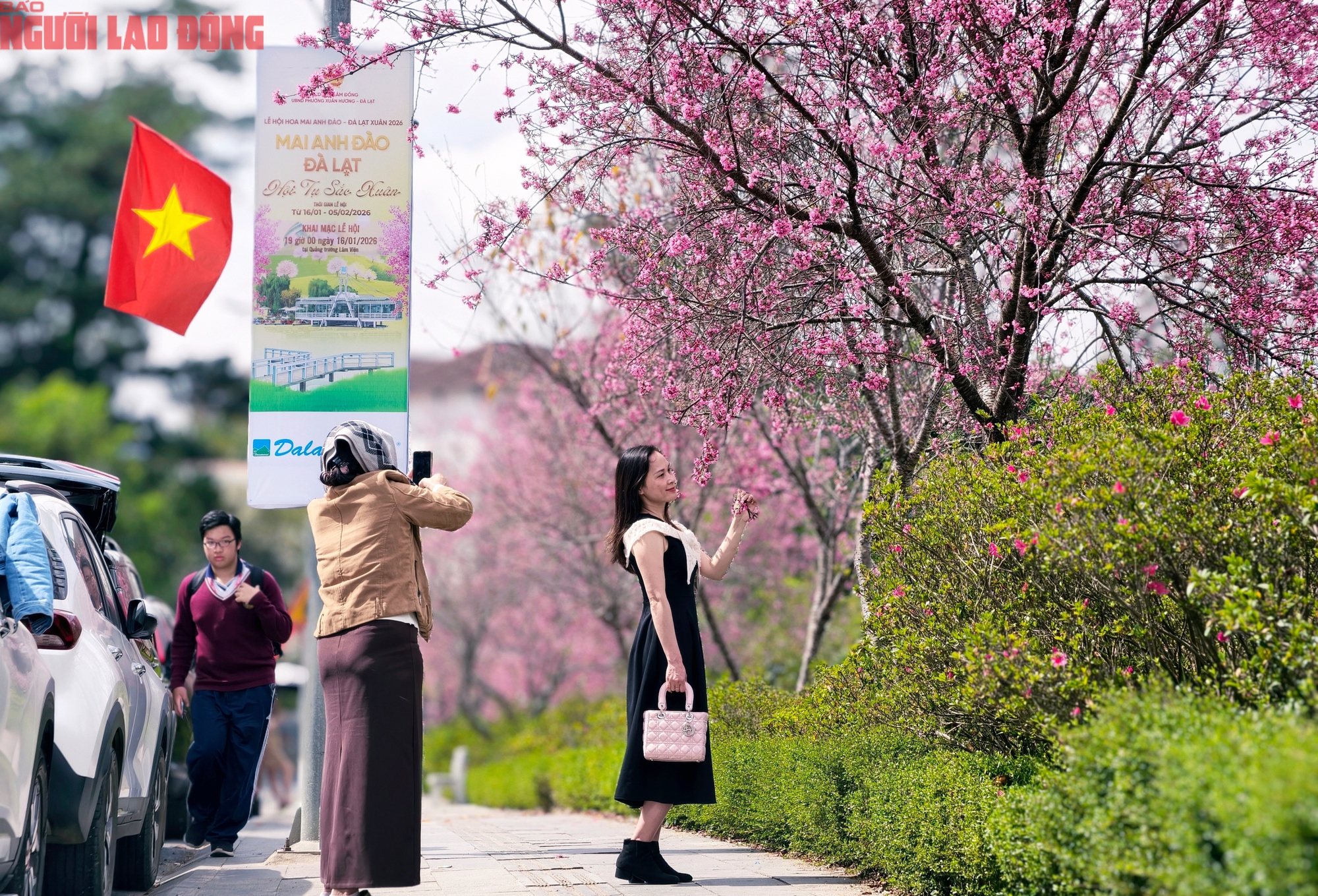 Hồ Xu&acirc;n Hương Đ&agrave; Lạt đang m&ugrave;a đẹp nhất, du kh&aacute;ch rộn r&agrave;ng check-in mai anh đ&agrave;o - Ảnh 18.