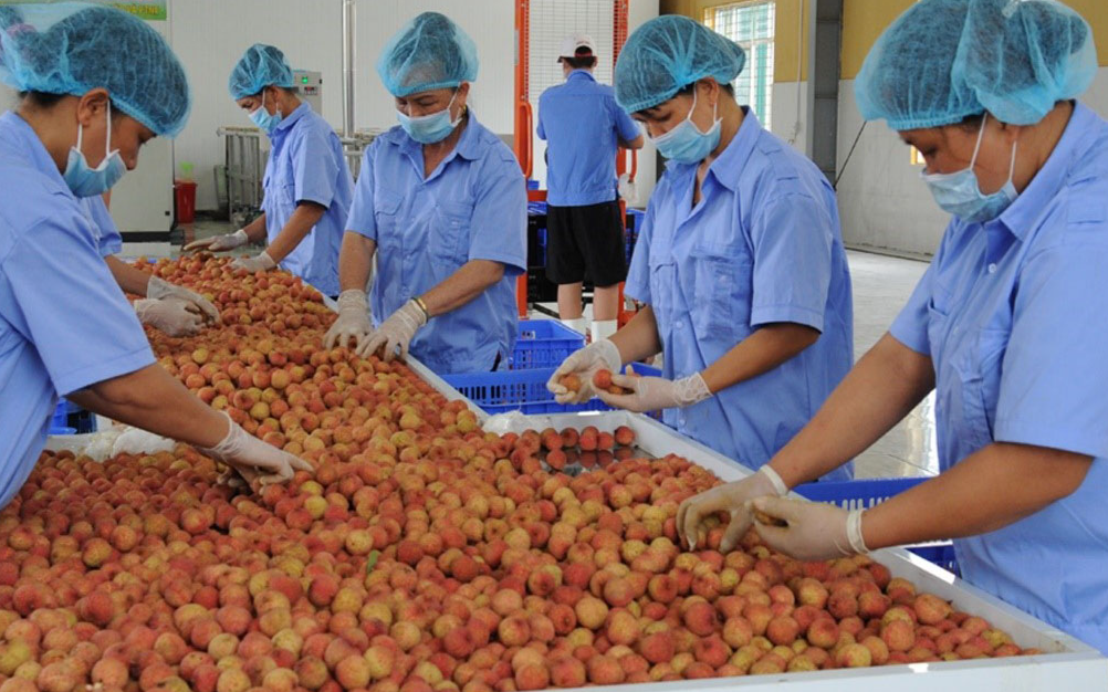 Nông sản khó thông quan theo quy định mới: Bộ Y tế đề nghị phối hợp tháo gỡ