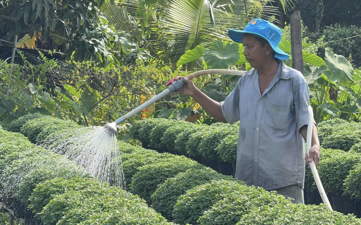 Làng hoa miền Tây hứa hẹn bội thu