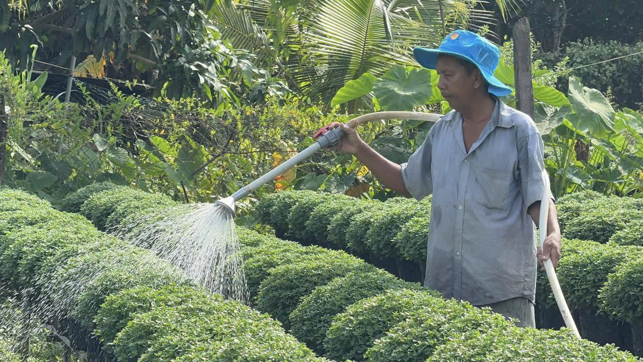 L&agrave;ng hoa miền T&acirc;y hứa hẹn bội thu - Ảnh 1.