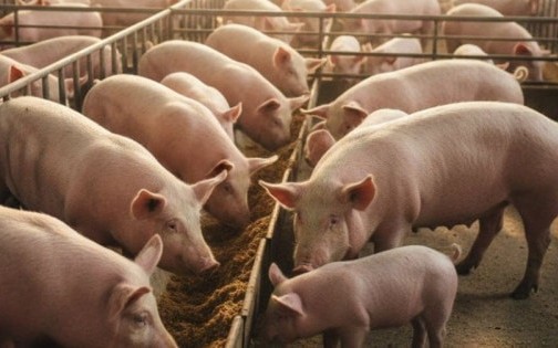 Dự báo về giá heo hơi Tết Bính Ngọ 2026, khó lên tới 80.000 đồng/kg?