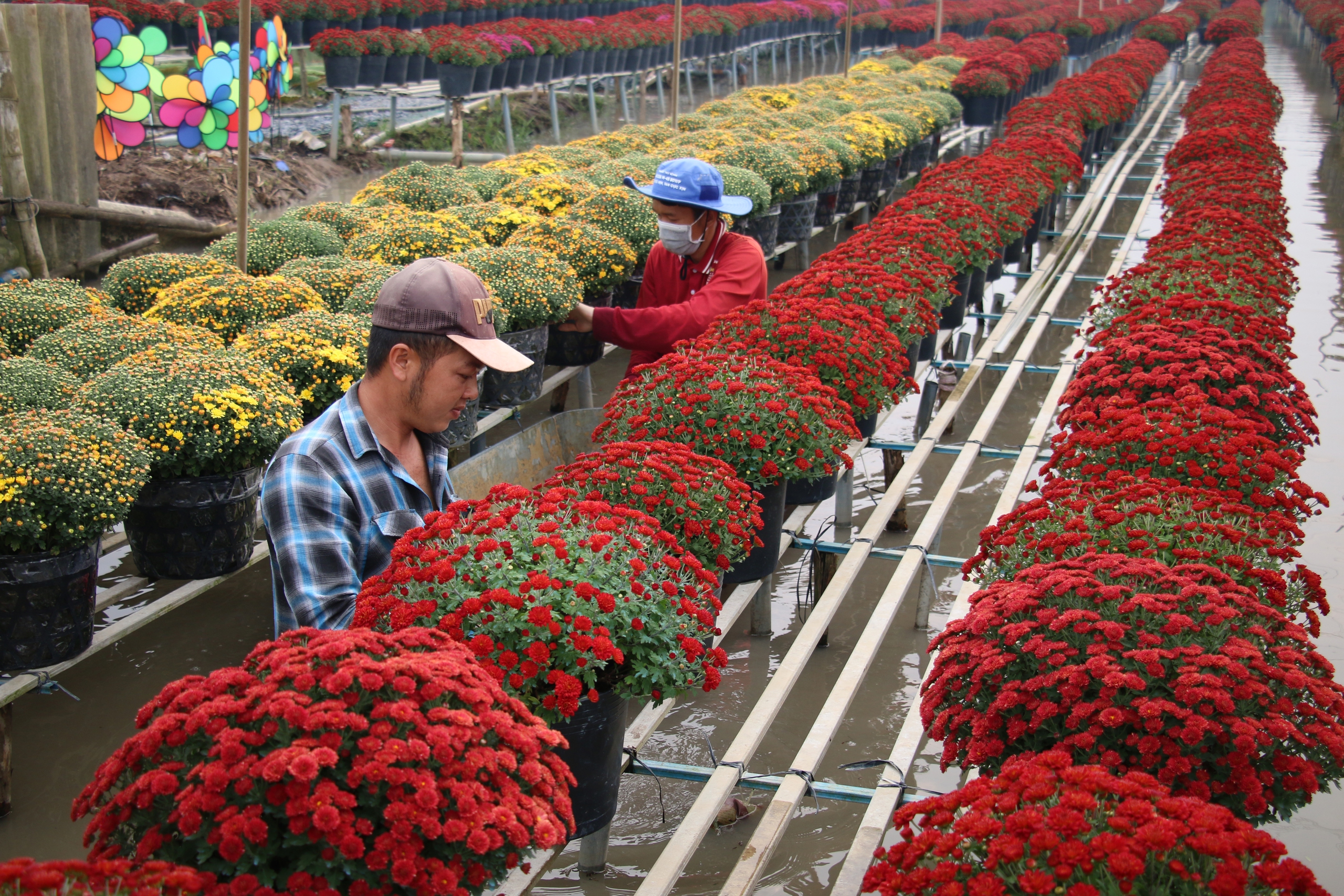 Làng hoa Tết Bính Ngọ 2026: Đón xuân rực rỡ cho kinh tế địa phương - Ảnh 2.