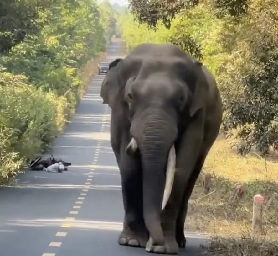 CLIP: Người đàn ông bỏ xe máy khi gặp voi đi dạo ở Đồng Nai - Ảnh 1.