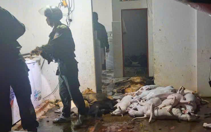 Sốc với quy mô đường dây trộm cắp, giết mổ chó ở Tây Ninh