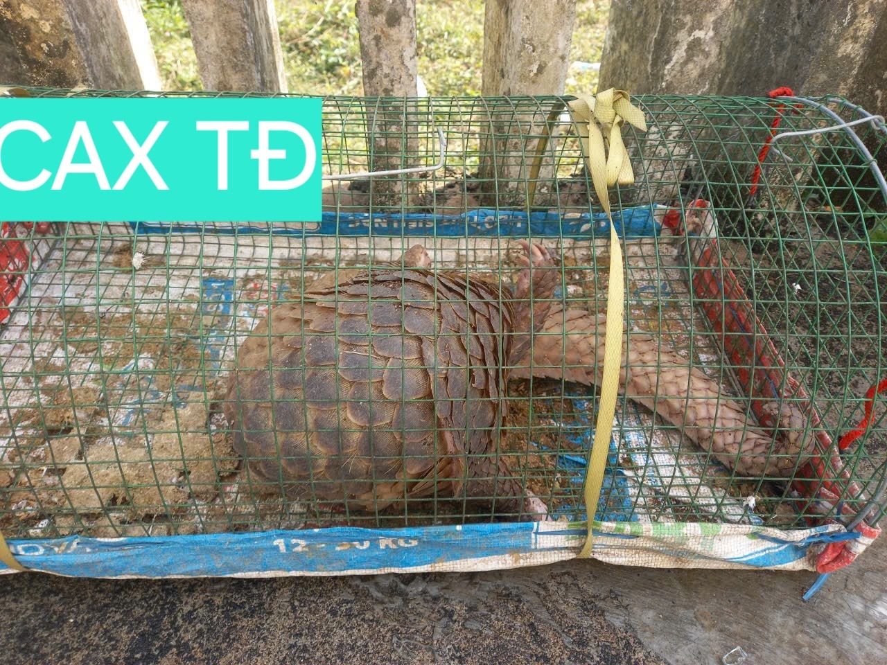 Đà Nẵng: Người đàn ông bất ngờ phát hiện tê tê qúy hiếm nặng 5 kg trong lồng bắt cua - Ảnh 1.