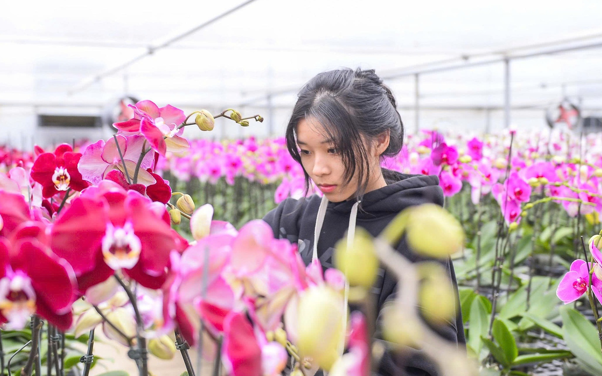 Đầu tư 10 tỉ đồng trồng loài hoa "quý tộc" bán cho người dân chơi Tết