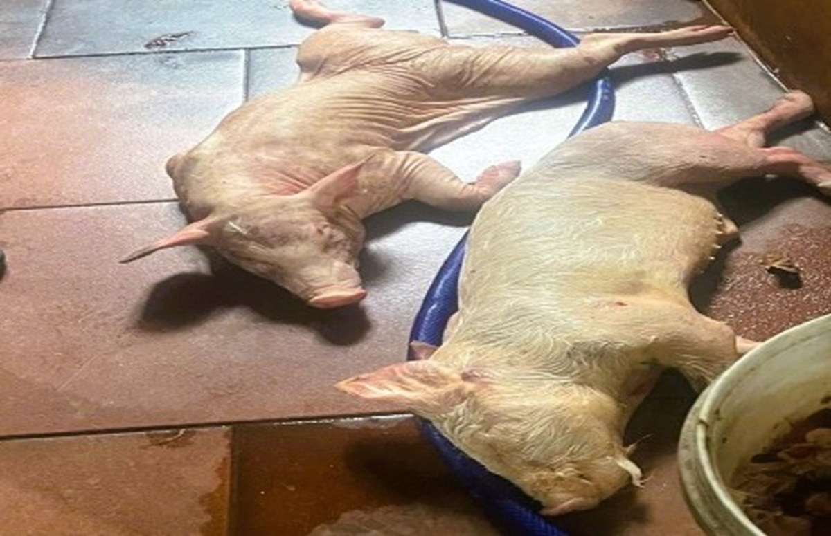 Khởi tố 5 người đ&agrave;n &ocirc;ng gom heo mắc bệnh dịch tả heo Ch&acirc;u Phi tại thanh h&oacute;a - Ảnh 2.