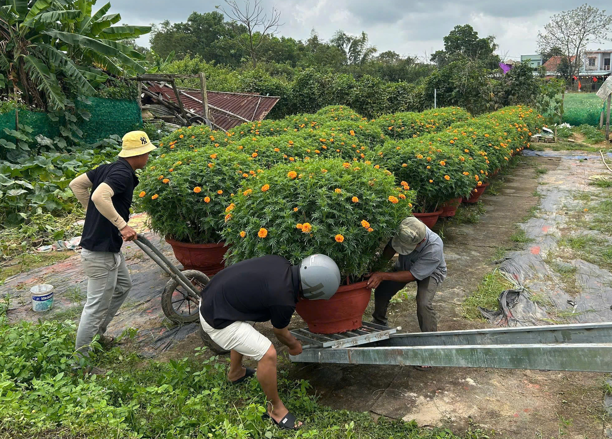 Làng hoa Dương Sơn cháy hàng dịp Tết Bính Ngọ 2026 với tiêu thụ hoa Tết mạnh mẽ - Ảnh 2.