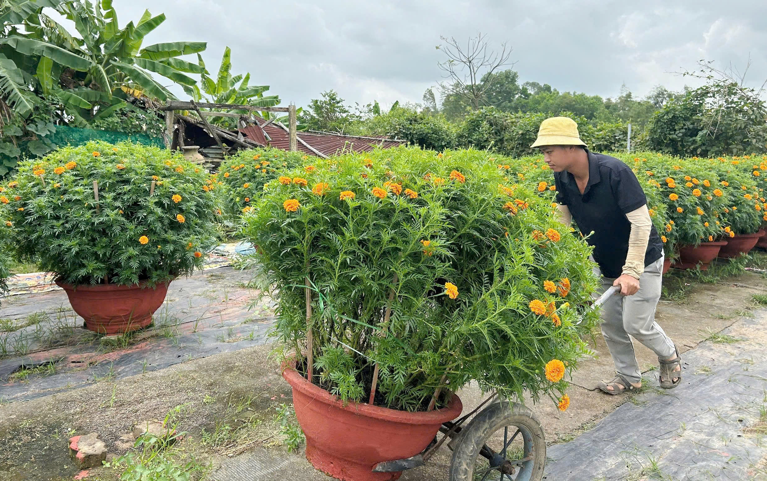 Làng hoa Dương Sơn cháy hàng dịp Tết Bính Ngọ 2026 với tiêu thụ hoa Tết mạnh mẽ - Ảnh 1.