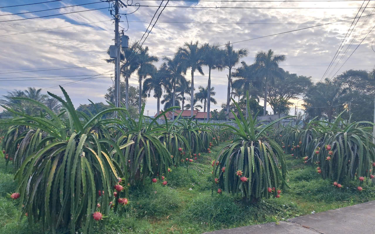 Giá thanh long cận Tết bất ngờ lao dốc, nông dân lo đầu ra