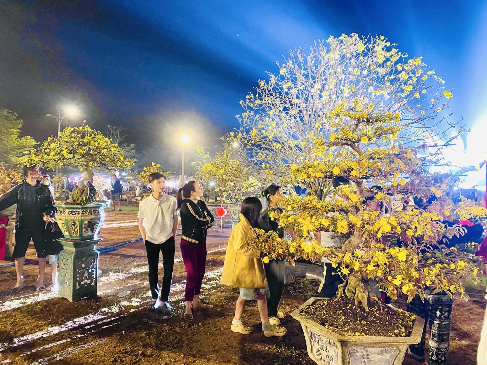 “Thủ phủ” mai vàng miền Trung rực rỡ mùa lễ hội, nhiều tuyệt tác bạc tỉ hội tụ - Ảnh 3.