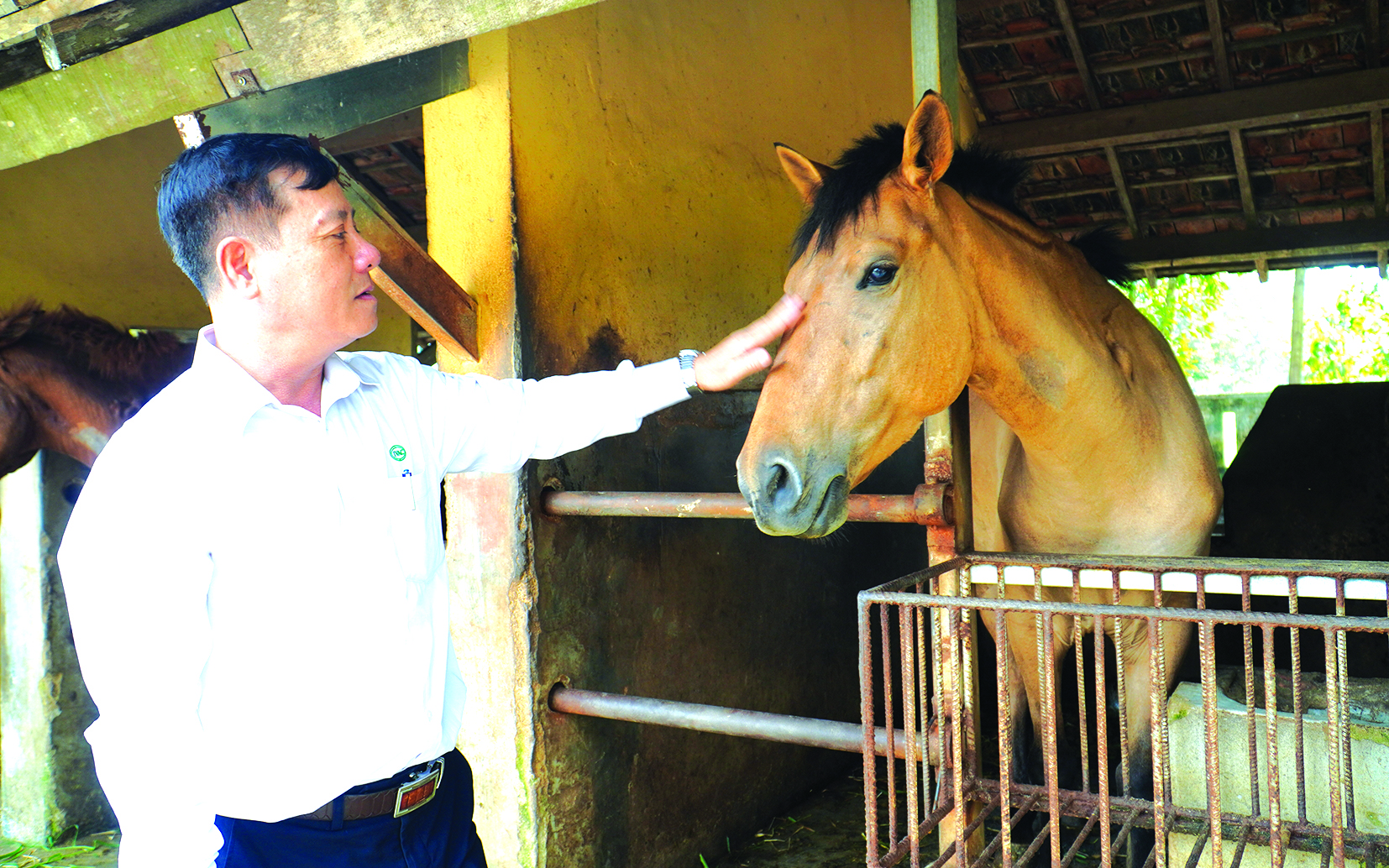 130 năm nuôi ngựa cứu người