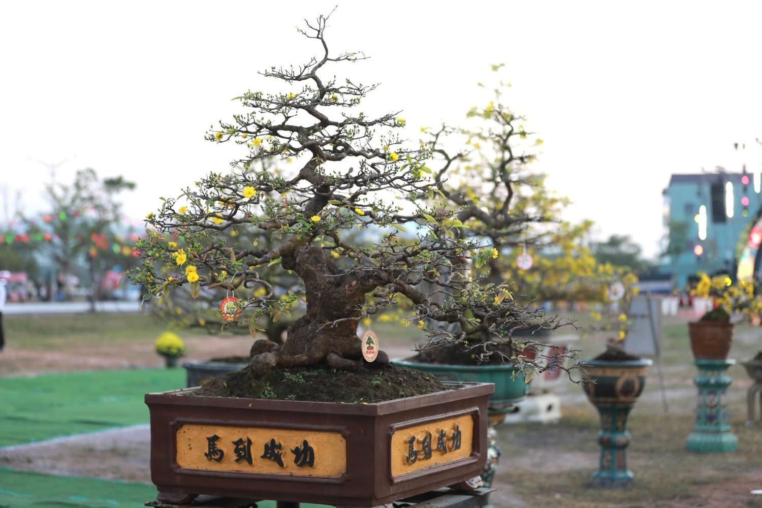 “Thủ phủ” mai vàng miền Trung rực rỡ mùa lễ hội, nhiều tuyệt tác bạc tỉ hội tụ - Ảnh 7.