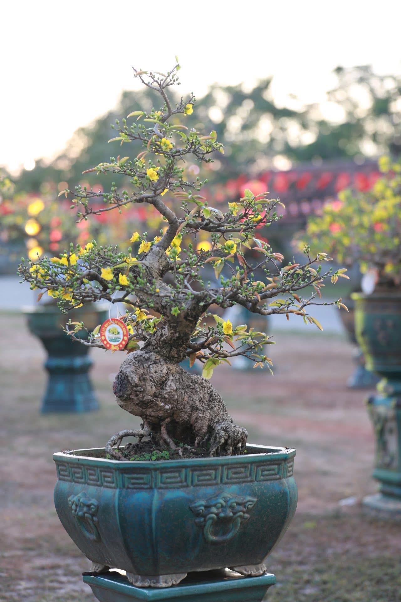 “Thủ phủ” mai vàng miền Trung rực rỡ mùa lễ hội, nhiều tuyệt tác bạc tỉ hội tụ - Ảnh 8.