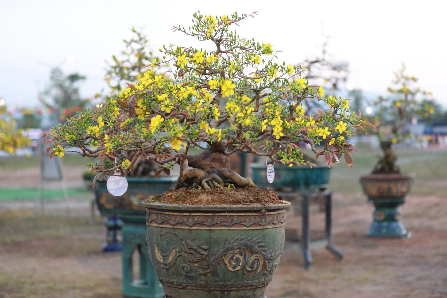 “Thủ phủ” mai vàng miền Trung rực rỡ mùa lễ hội, nhiều tuyệt tác bạc tỉ hội tụ - Ảnh 10.