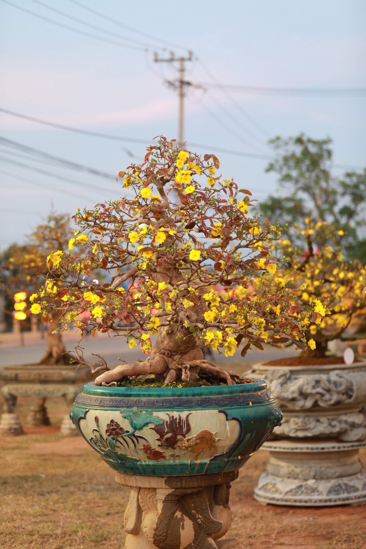 “Thủ phủ” mai vàng miền Trung rực rỡ mùa lễ hội, nhiều tuyệt tác bạc tỉ hội tụ - Ảnh 14.