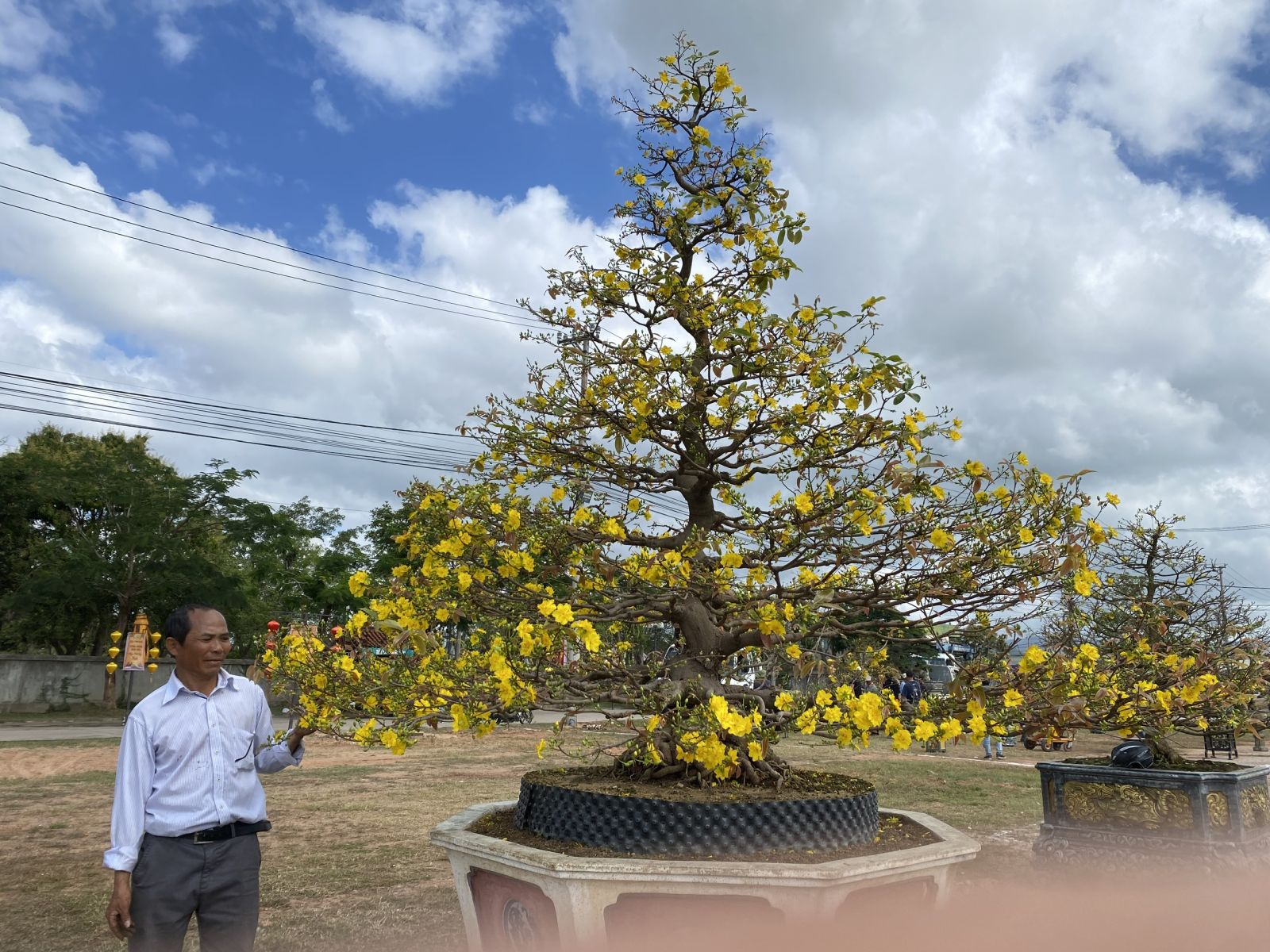 “Thủ phủ” mai vàng miền Trung rực rỡ mùa lễ hội, nhiều tuyệt tác bạc tỉ hội tụ - Ảnh 17.