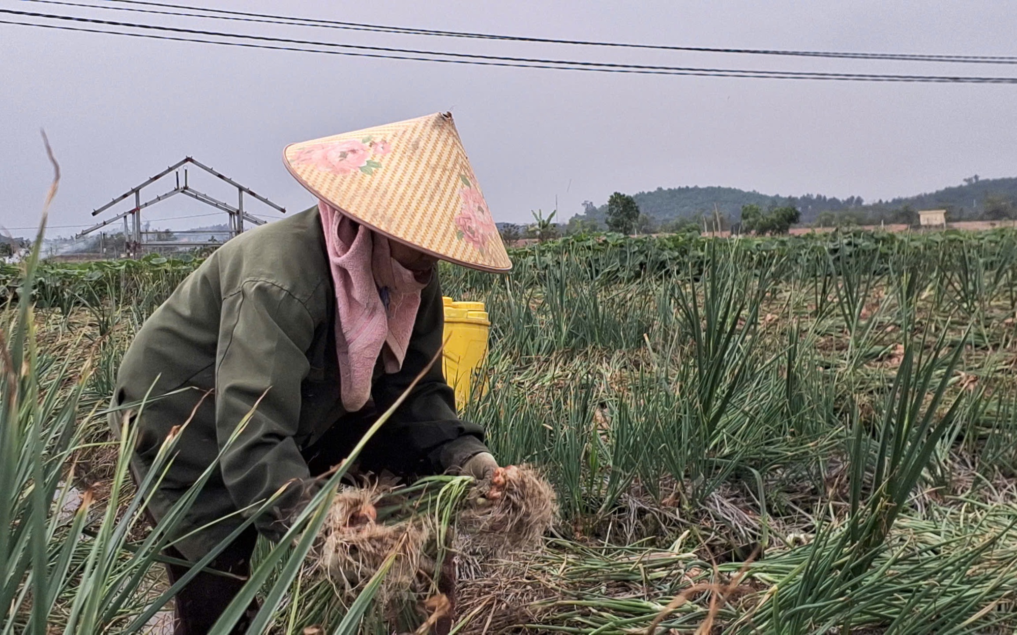VIDEO: Giá hành rẻ như cho, người trồng hành ở Hải Phòng khóc ròng