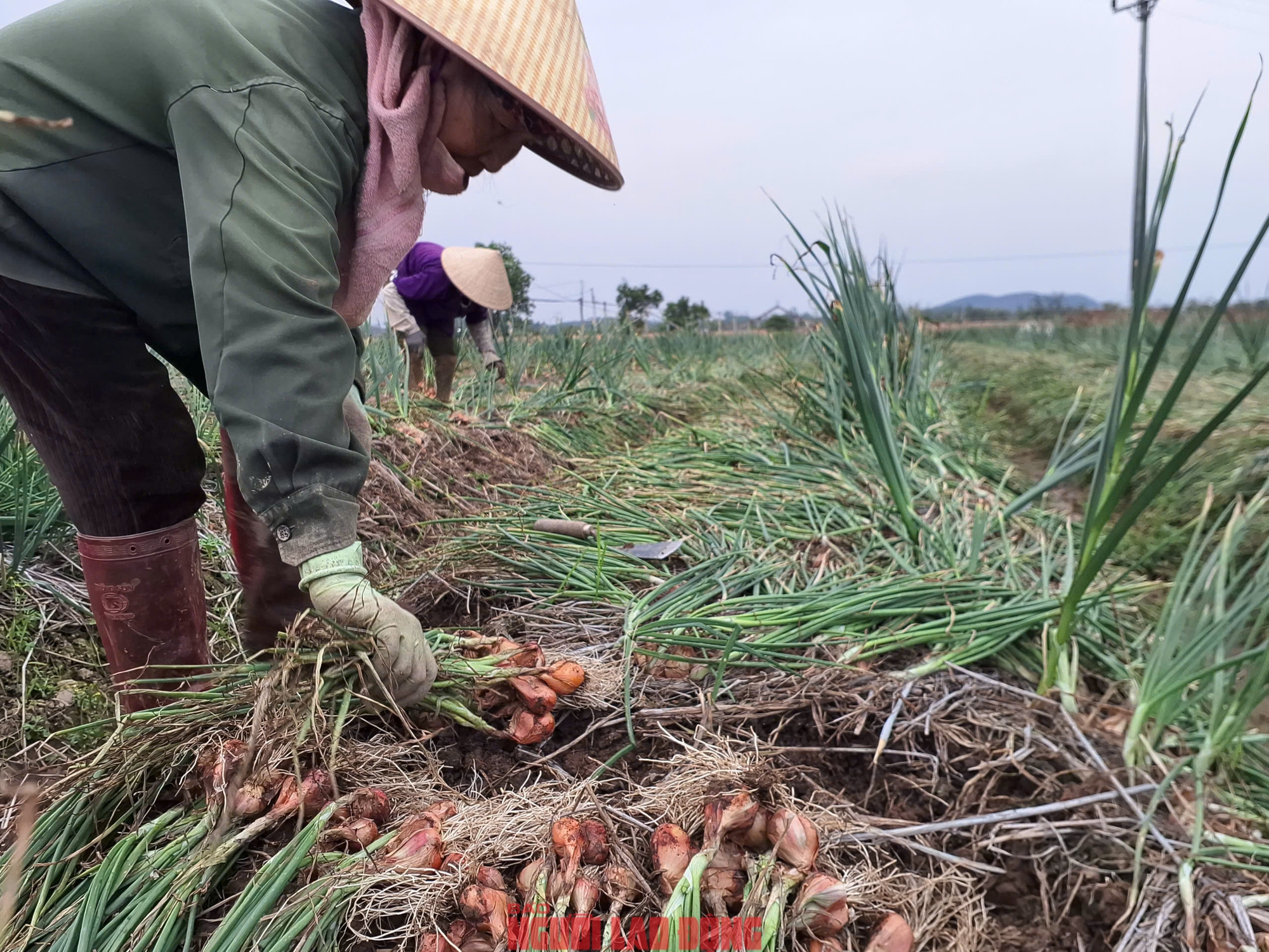 H&agrave;nh rẻ như cho , n&ocirc;ng d&acirc;n Hải Ph&ograve;ng kh&oacute;c r&ograve;ng v&igrave; gi&aacute; h&agrave;nh thấp - Ảnh 1.