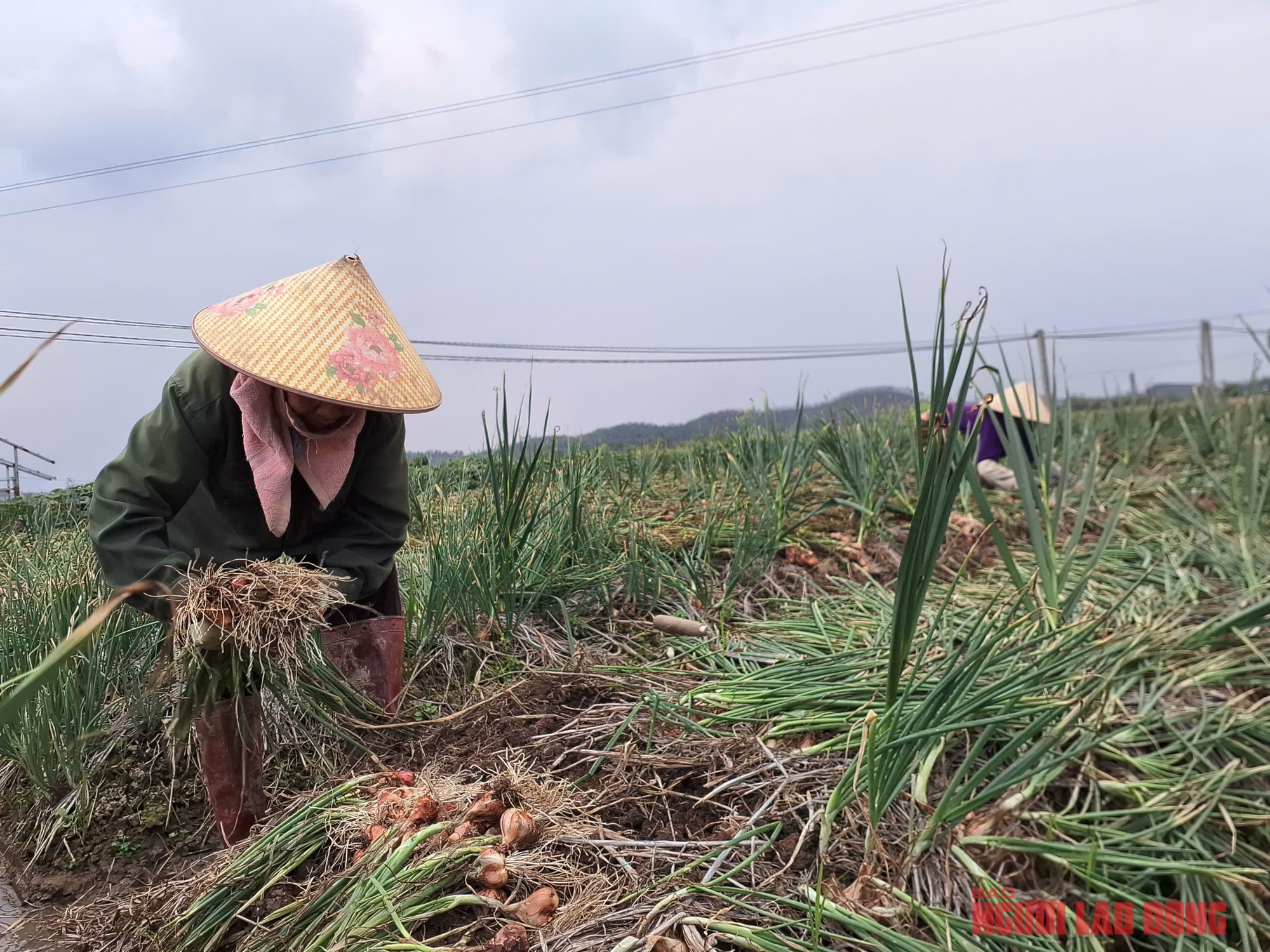 H&agrave;nh rẻ như cho , n&ocirc;ng d&acirc;n Hải Ph&ograve;ng kh&oacute;c r&ograve;ng v&igrave; gi&aacute; h&agrave;nh thấp - Ảnh 3.