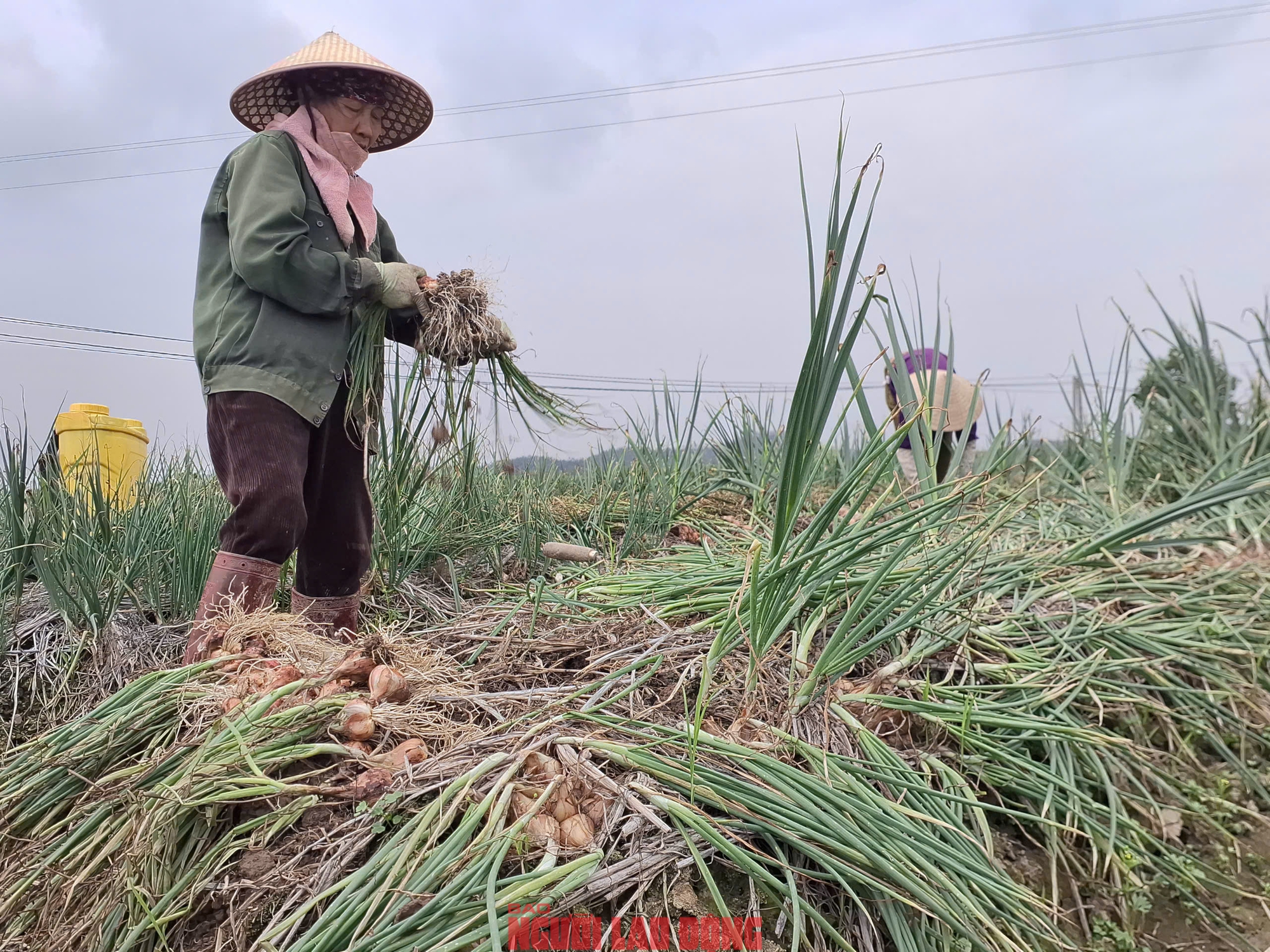 H&agrave;nh rẻ như cho , n&ocirc;ng d&acirc;n Hải Ph&ograve;ng kh&oacute;c r&ograve;ng v&igrave; gi&aacute; h&agrave;nh thấp - Ảnh 4.
