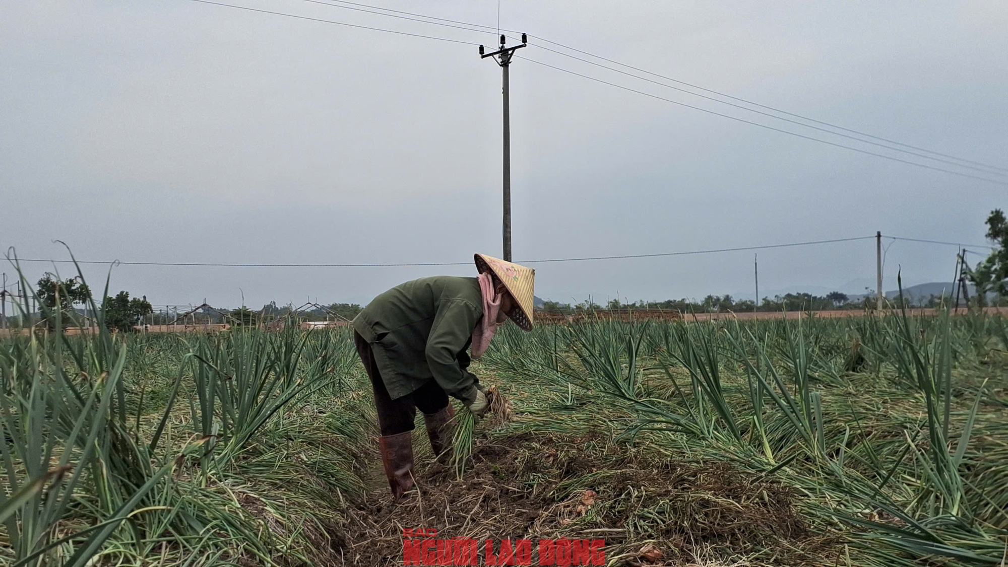H&agrave;nh rẻ như cho , n&ocirc;ng d&acirc;n Hải Ph&ograve;ng kh&oacute;c r&ograve;ng v&igrave; gi&aacute; h&agrave;nh thấp - Ảnh 6.